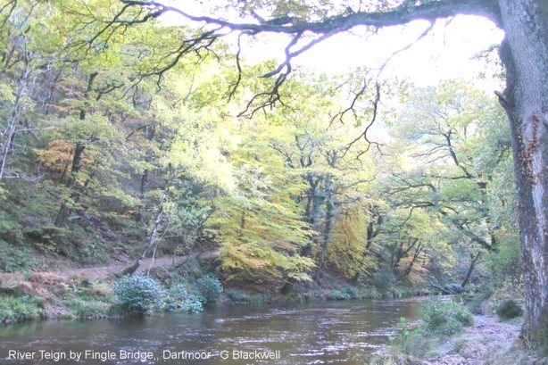 fingle fantasy